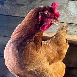 Meet your Posher